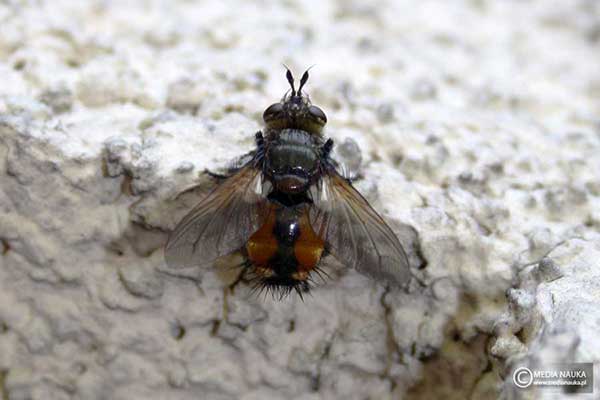 Rączyca rdzawa (Tachina fera)