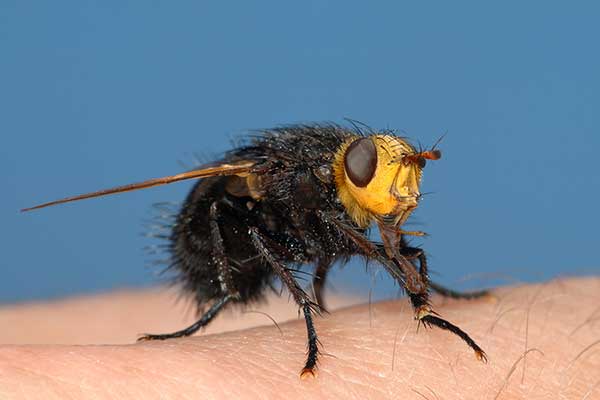 Rączyca wielka (Tachina grossa)