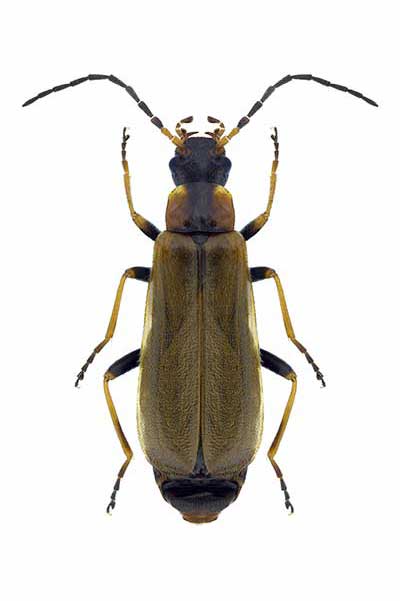 (Rhagonycha femoralis)