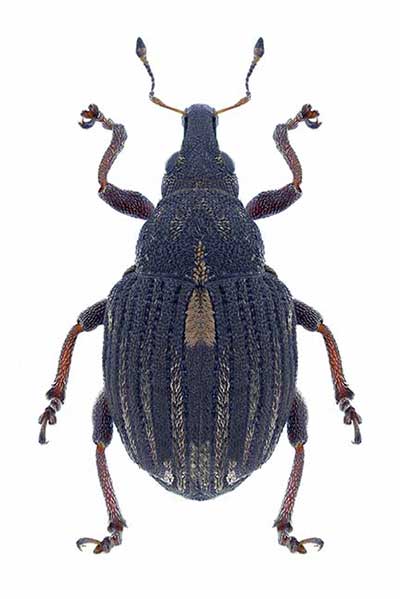 (Rhinoncus leucostigma)