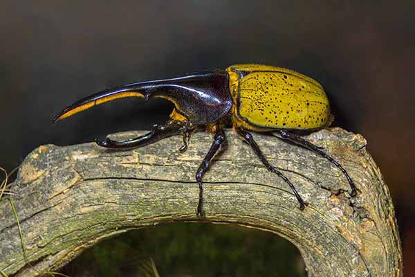 Rohatyniec herkules (Dynastes hercules)