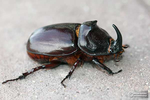 Rohatyniec nosorożec (Oryctes nasicornis)