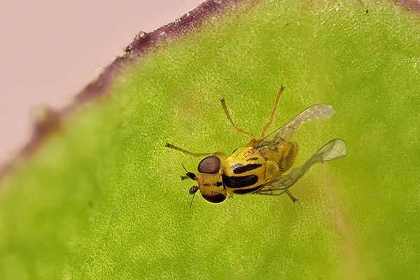 Rojówka żółta (Thaumatomyia notata)