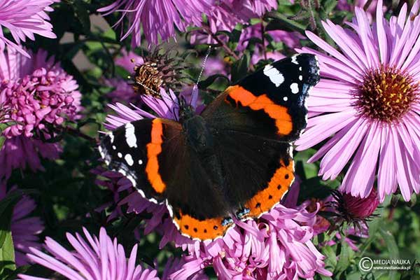 Rusałka admirał (Vanessa atalanta)