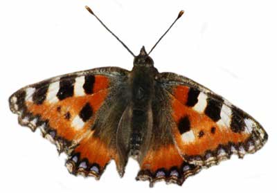 Rusałka pokrzywnik (Aglais urticae)