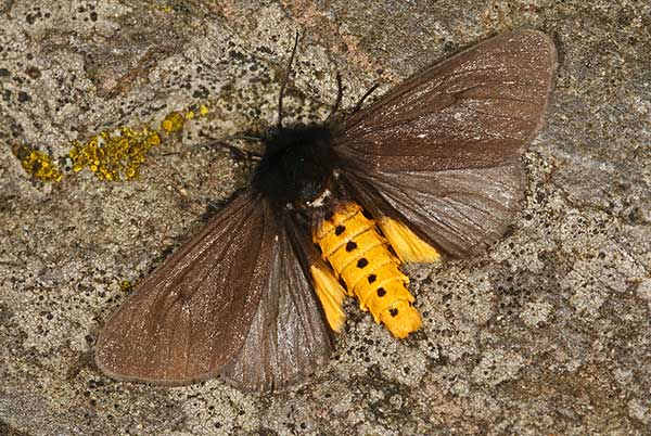 Sadzanka cesarska (Phragmatobia luctifera)