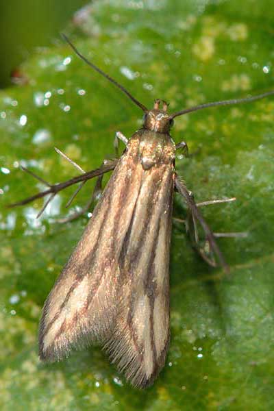 (Schreckensteinia festaliella)