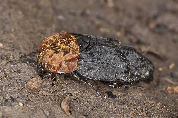 Ścierwiec (Oiceoptoma thoracicum)