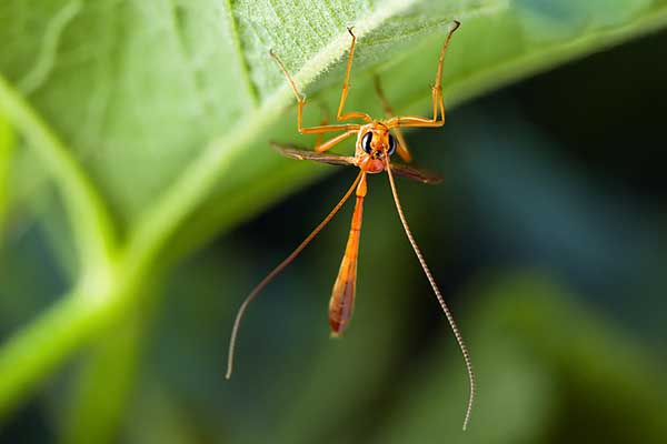 Sierpoń żółty (Ophion luteus)