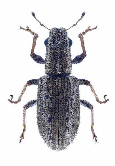 (Sitona macularius)