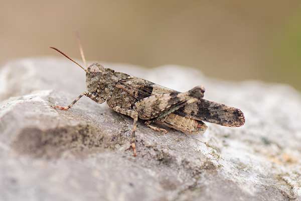 Siwoszek błękitny (Oedipoda caerulescens)