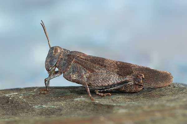 Siwoszek czerwony (Oedipoda germanica)