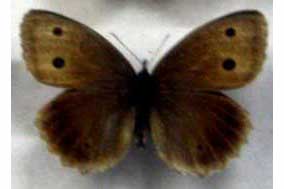 Skalnik driada (Minois dryas)