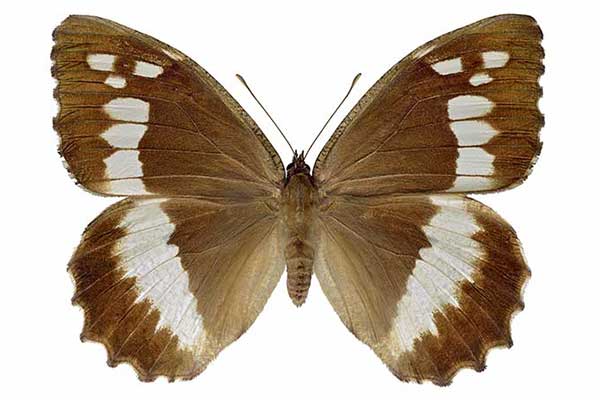 Skalnik prozerpina (Brintesia circe)