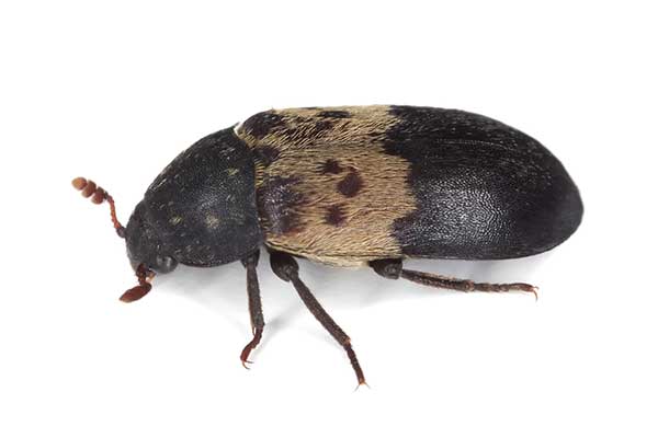 Skórnik słoniniec (Dermestes lardarius)