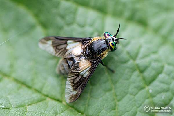 Ślepak czarnożółty (Chrysops relictus)