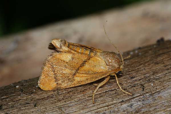 Ślimakówka pomrowik, pomrowica (Apoda limacodes)