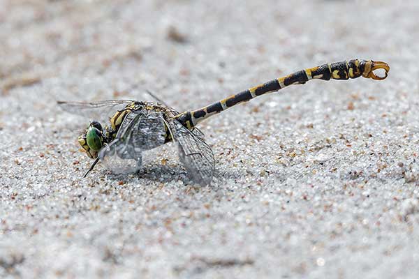 Smaglec ogonokleszcz (Onychogomphus forcipatus)