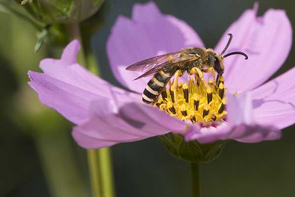 Smuklik sześciopasy (Halictus sexcinctus)