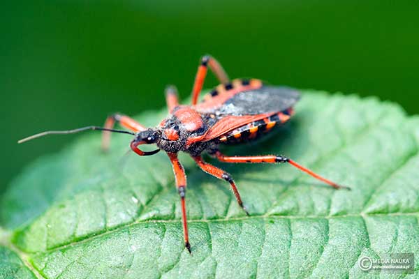 Srogoń baldaszkowiec (Rhinocoris iracundus)