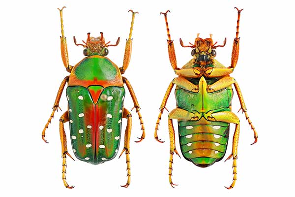 (Stephanorrhina guttata)