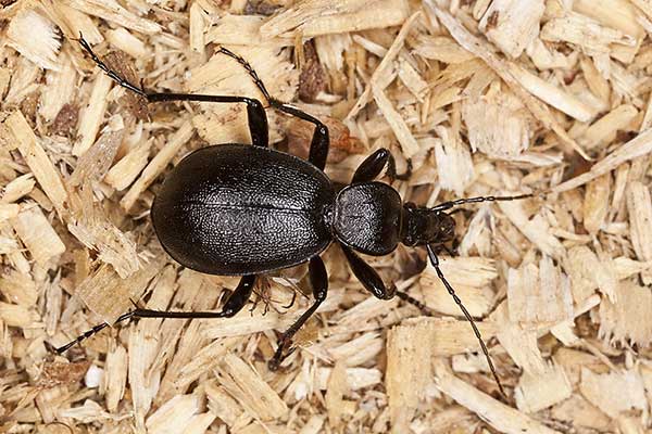 Stępień ślimaczarz (Cychrus caraboides)