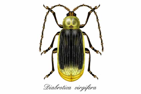 Stonka kukurydziana (Diabrotica virgifera)