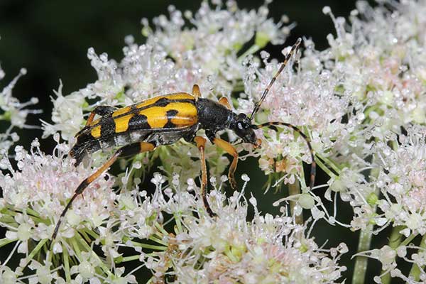 Strangalia plamista (Strangalia maculata)