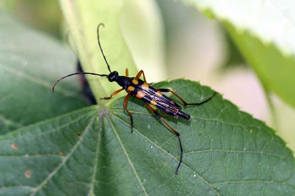 Strangalia wysmukła (Strangalia attenuata)