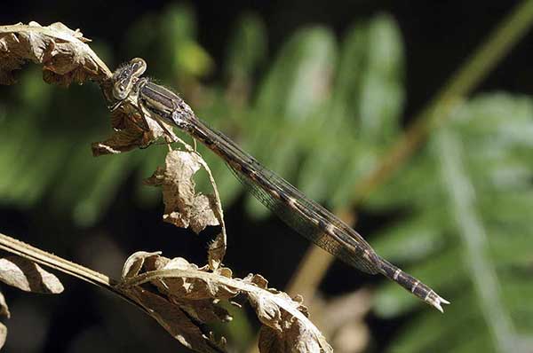 Straszka pospolita (Sympecma fusca)