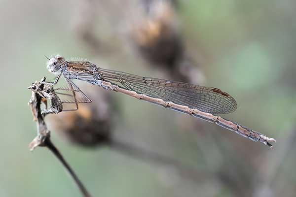 Straszka syberyjska (Sympecma paedisca)