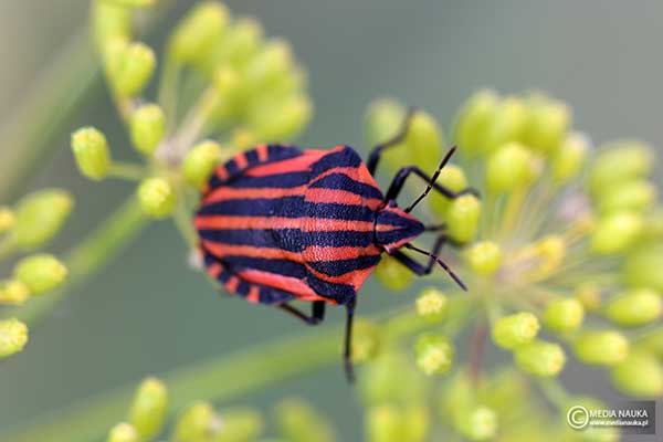 Strojnica włoska (Graphosoma italicum)