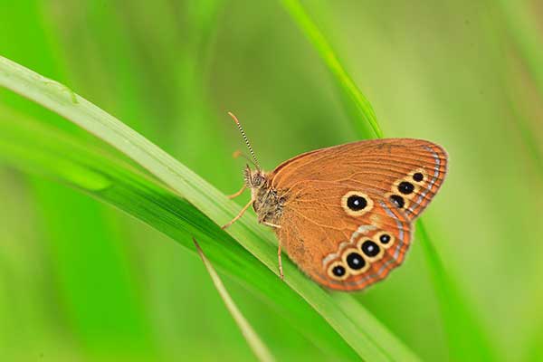 Strzępotek edypus (Coenonymha oedippus)