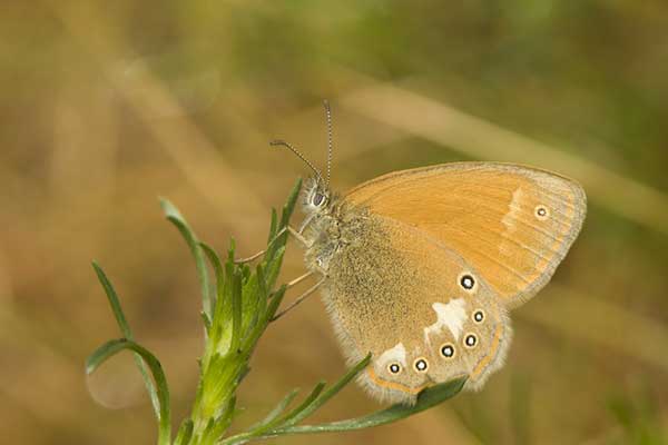 Strzępotek glicerion (Coenonympha glycerion)