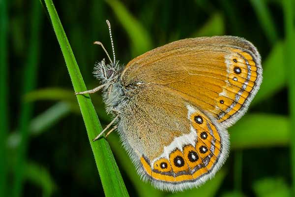 Strzępotek hero (Coenonympha hero)