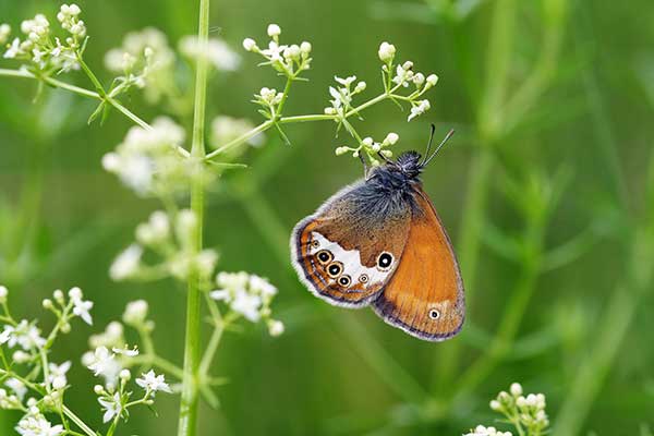 Strzępotek hero (Coenonympha hero)