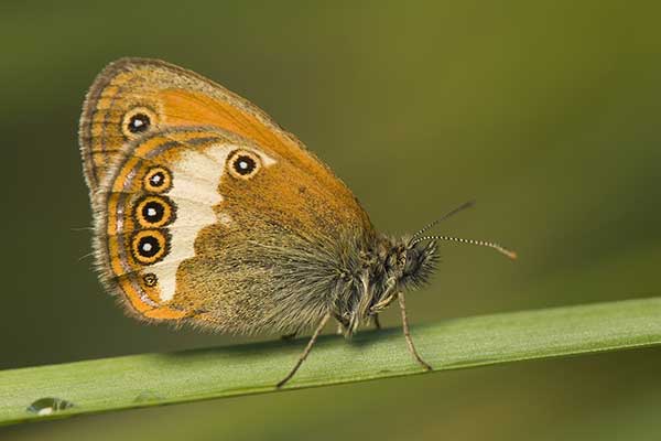 Strzępotek perełkowiec (Coenonympha arcania)