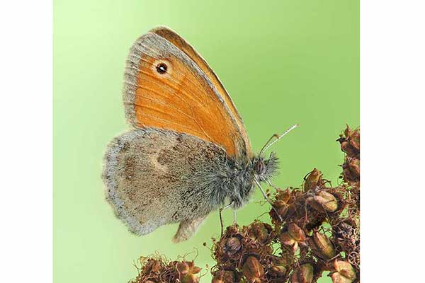 Strzępotek ruczajnik (Coenonympha pamphilus)