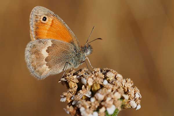 Strzępotek soplaczek (Coenonympha tullia)