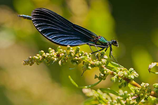 Świtezianka dziewica (Calopteryx virgo)