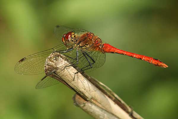 Szablak krwisty (Sympetrum sanguineum)