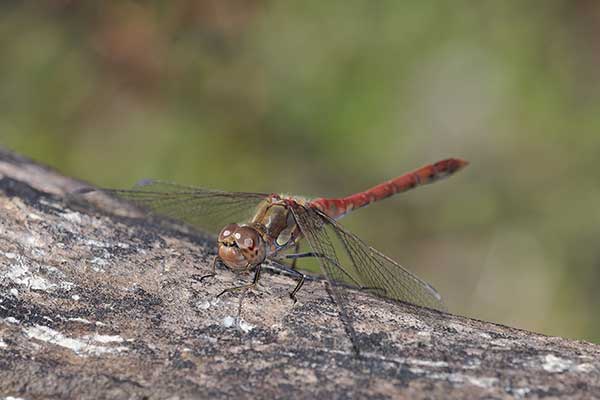 Szablak późny, szablak podobny (Sympetrum striolatum)