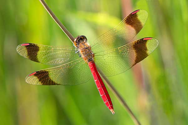 Szablak przepasany, szablak górski (Sympetrum pedemontanum)