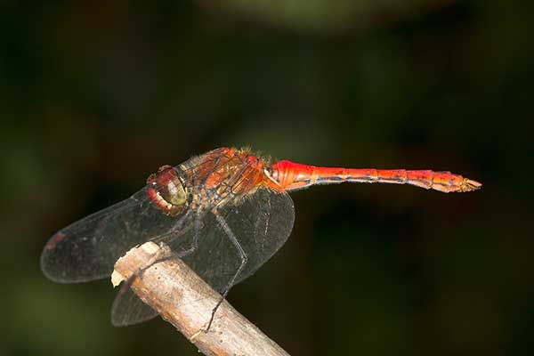 Szablak wędrowny, szablak wiosenny (Sympetrum fonscolombii)