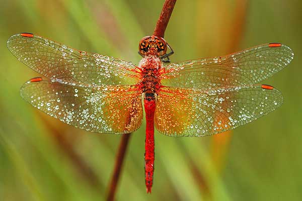 Szablak żółty (Sympetrum flaveolum)