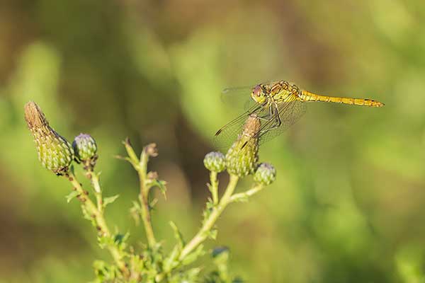 Szablak zwyczajny (Sympetrum vulgatum)