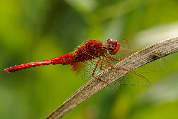 Szafranka czerwona (Crocothemis erythraea)