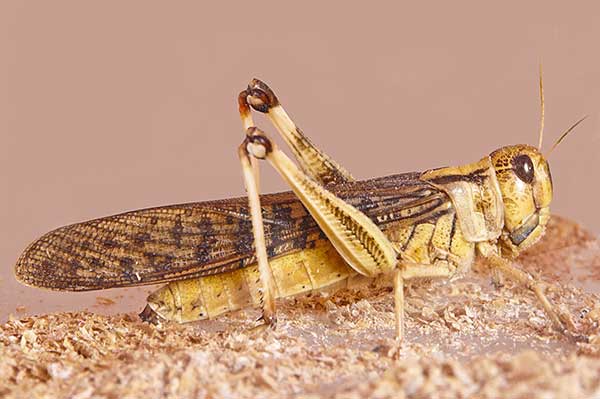 Szarańcza wędrowna (Locusta migratoria)