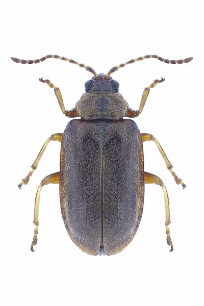 Szarynka grzybieniówka (Galerucella nymphaeae)