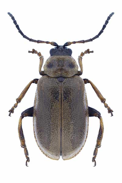 Szarynka iwówka (Lochmaea caprea)